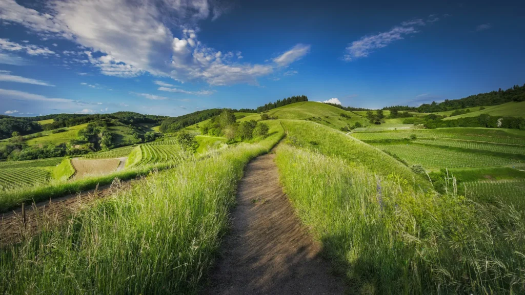 Pathway in fields